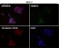 Anti-YY1 Rabbit Monoclonal Antibody